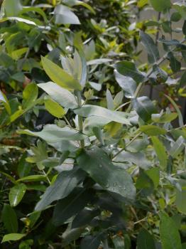 Eucalyptus "Blue Gum"